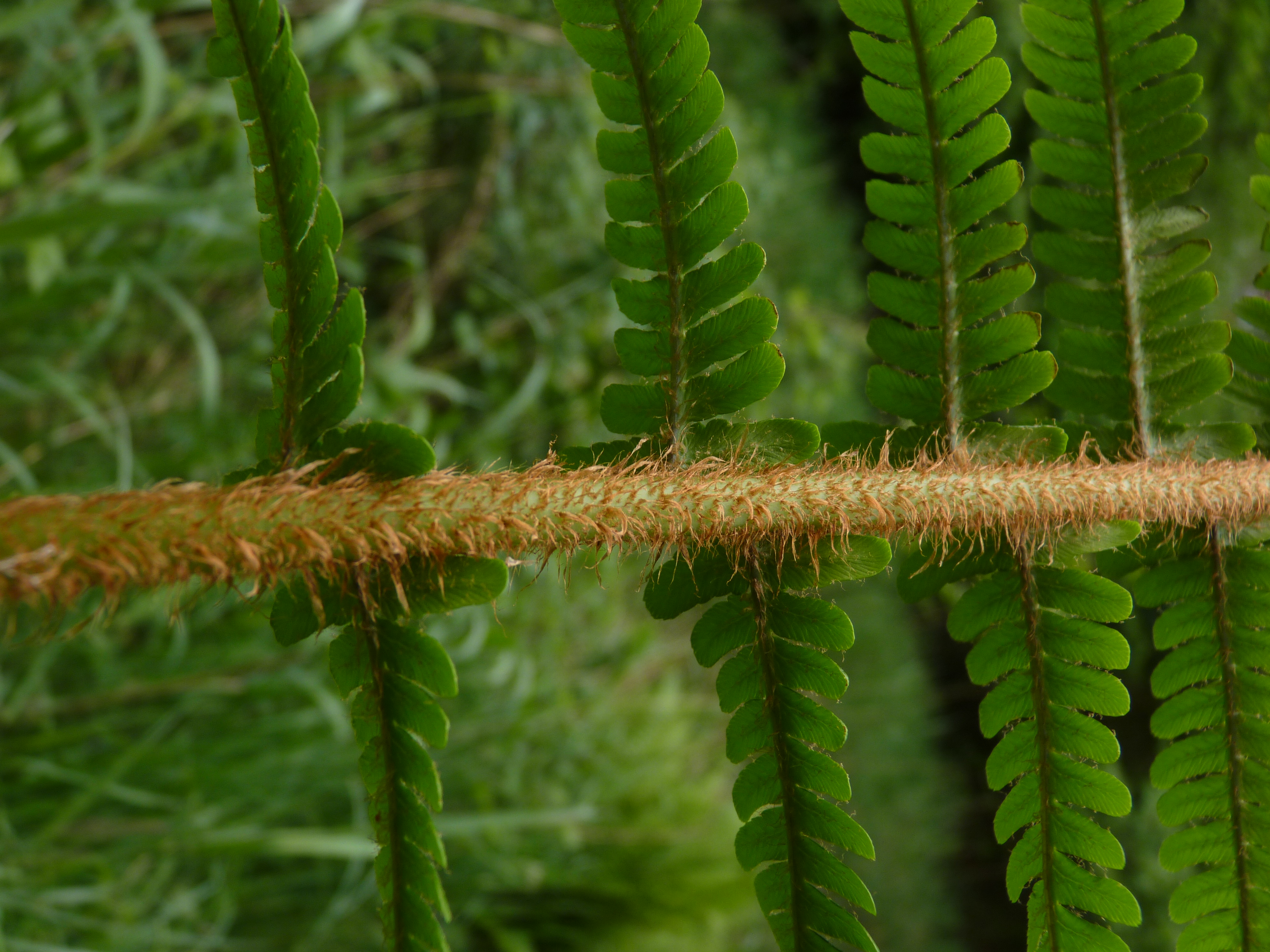 Dryopteris affinis subsp. borreri (door Sipke Gonggrijp)