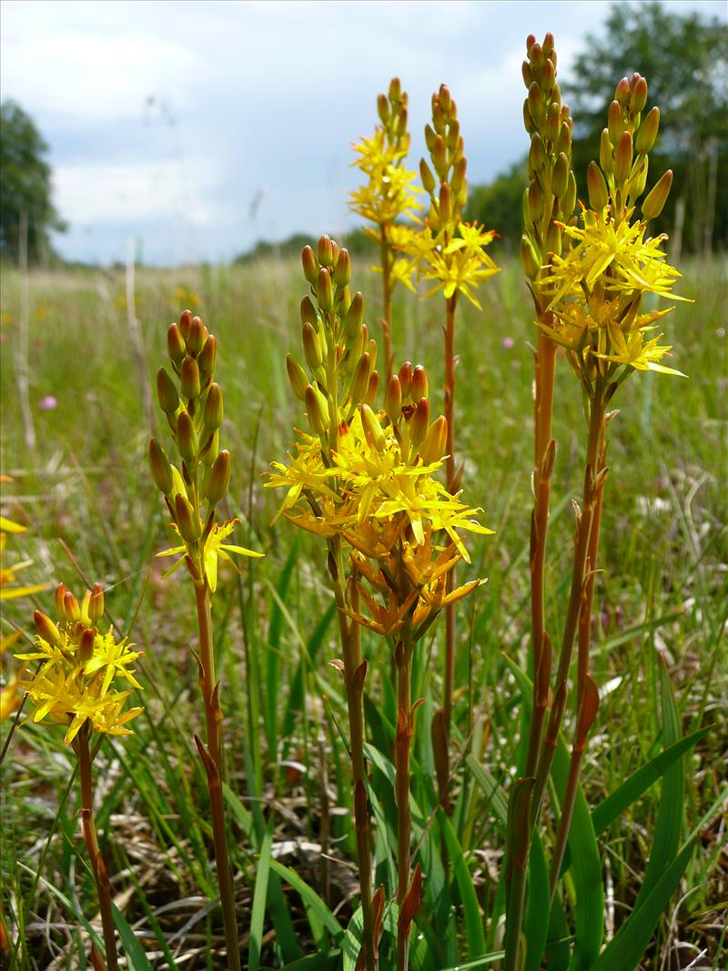 Narthecium ossifragum (door Annie Vos)