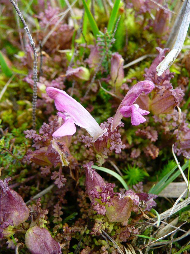 Pedicularis sylvatica (door Annie Vos)