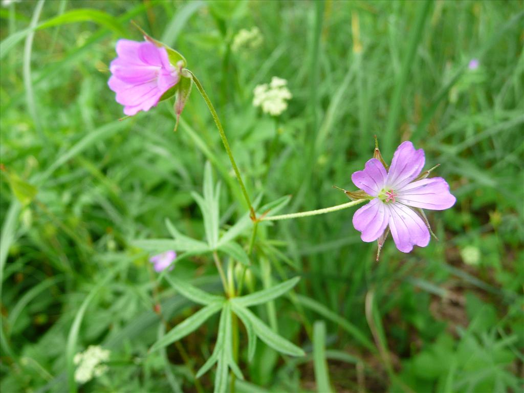 Geranium columbinum (door Annie Vos)