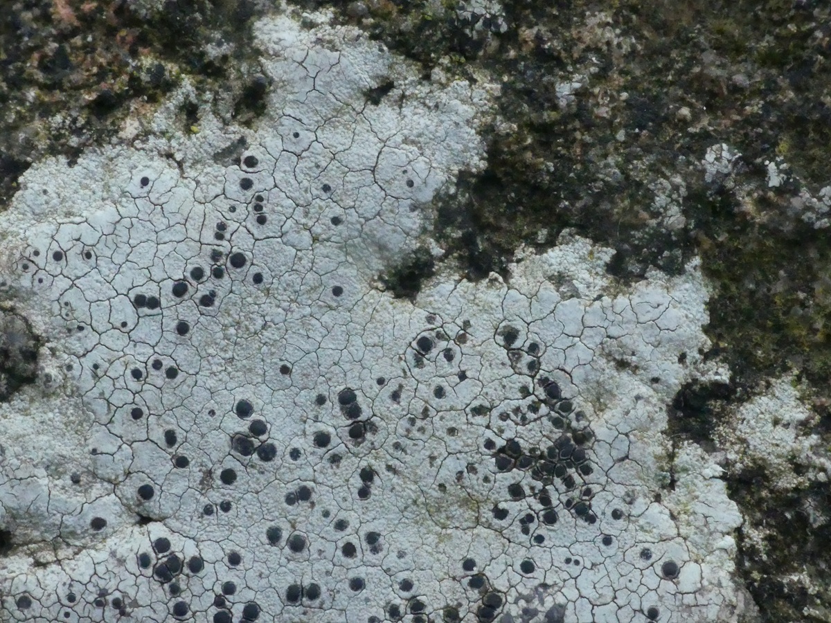Porpidia cinereoatra (door Guido Berger)