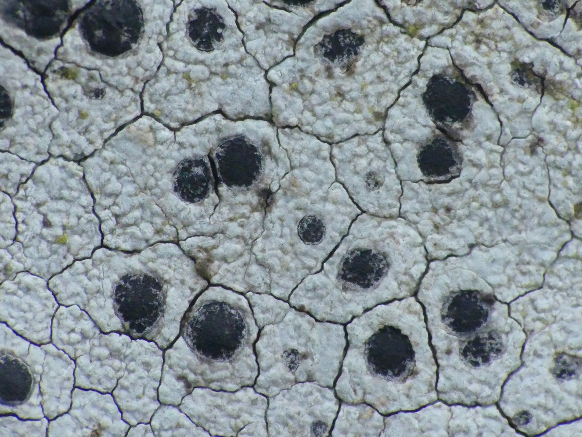 Porpidia cinereoatra (door Guido Berger)