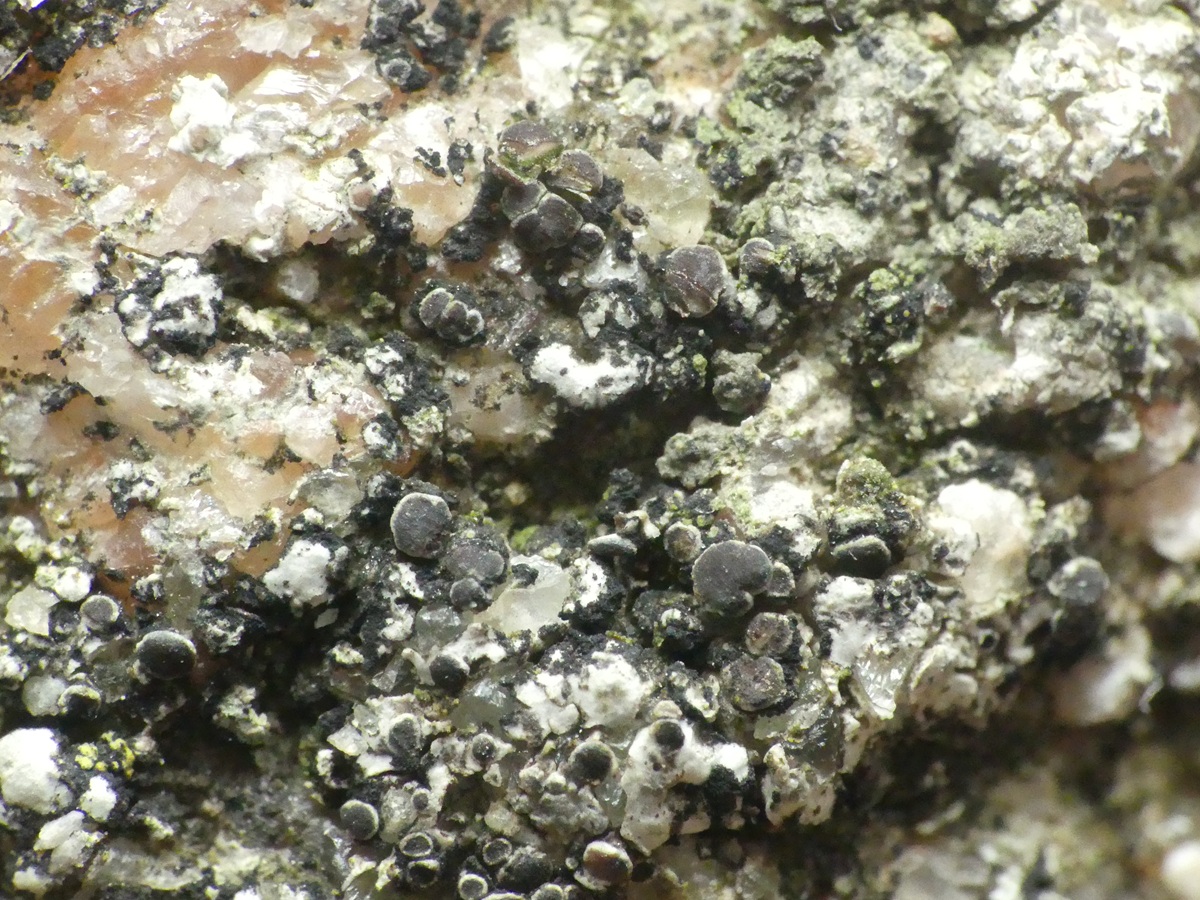 Lecania atrynoides (door Guido Berger)