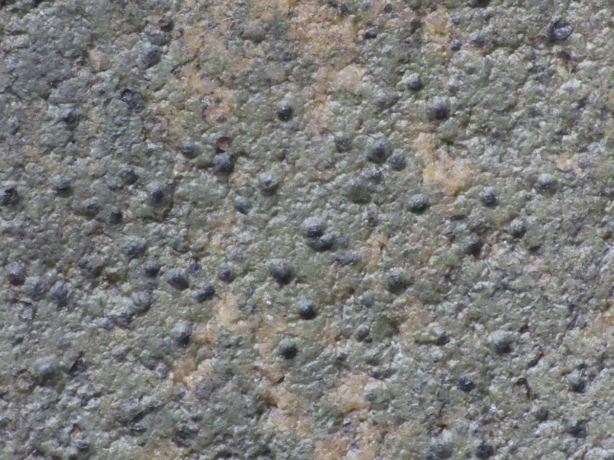 Verrucaria elaeomelaena (door Guido Berger)