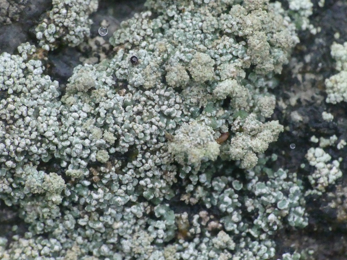 Stereocaulon vesuvianum (door Guido Berger)