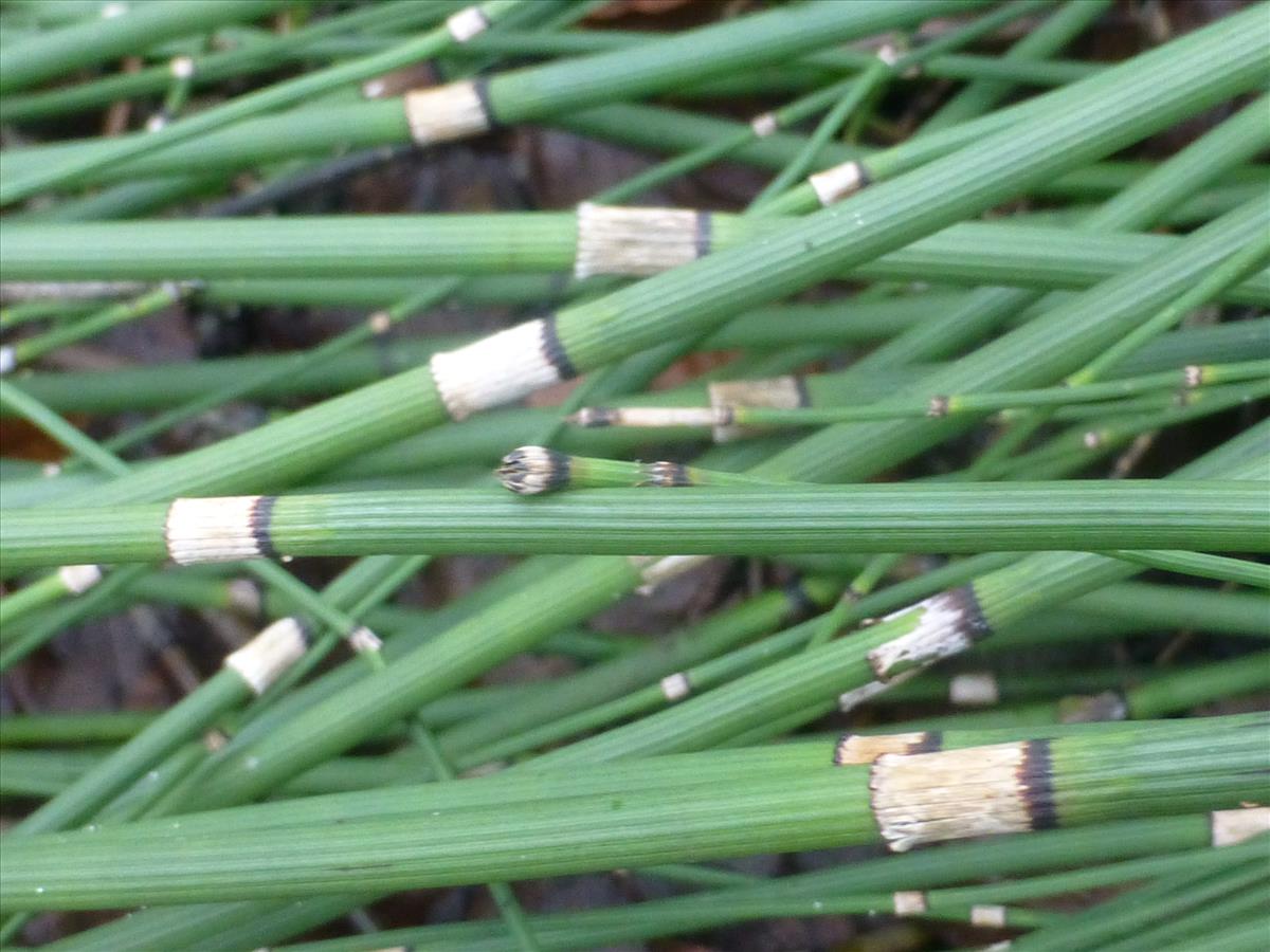 Equisetum x moorei (door Claud Biemans)