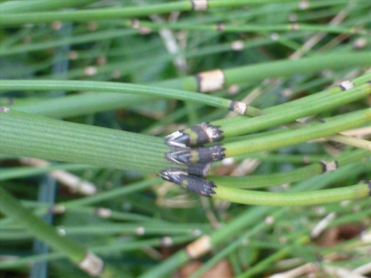 Equisetum x moorei (door Claud Biemans)