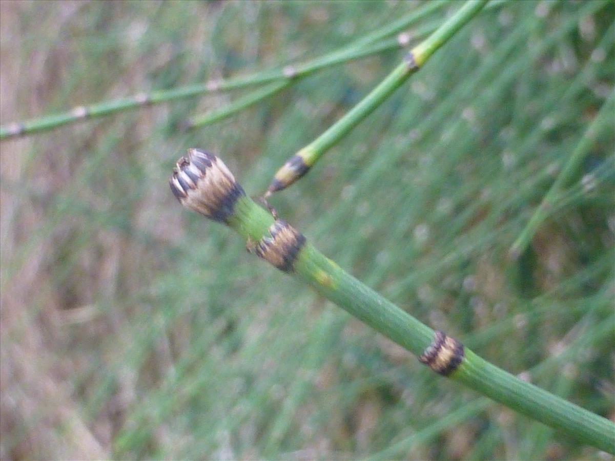 Equisetum x moorei (door Claud Biemans)