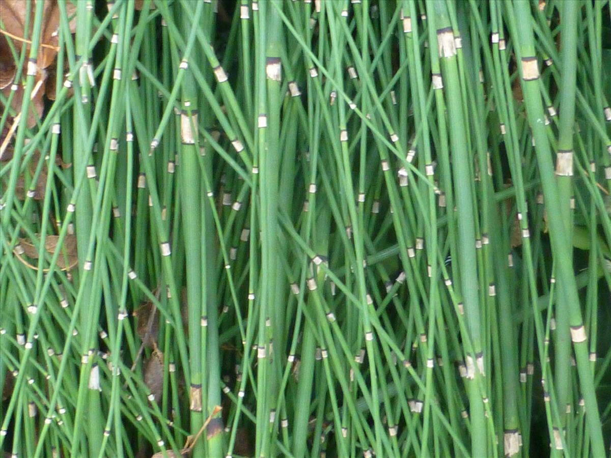 Equisetum x moorei (door Claud Biemans)