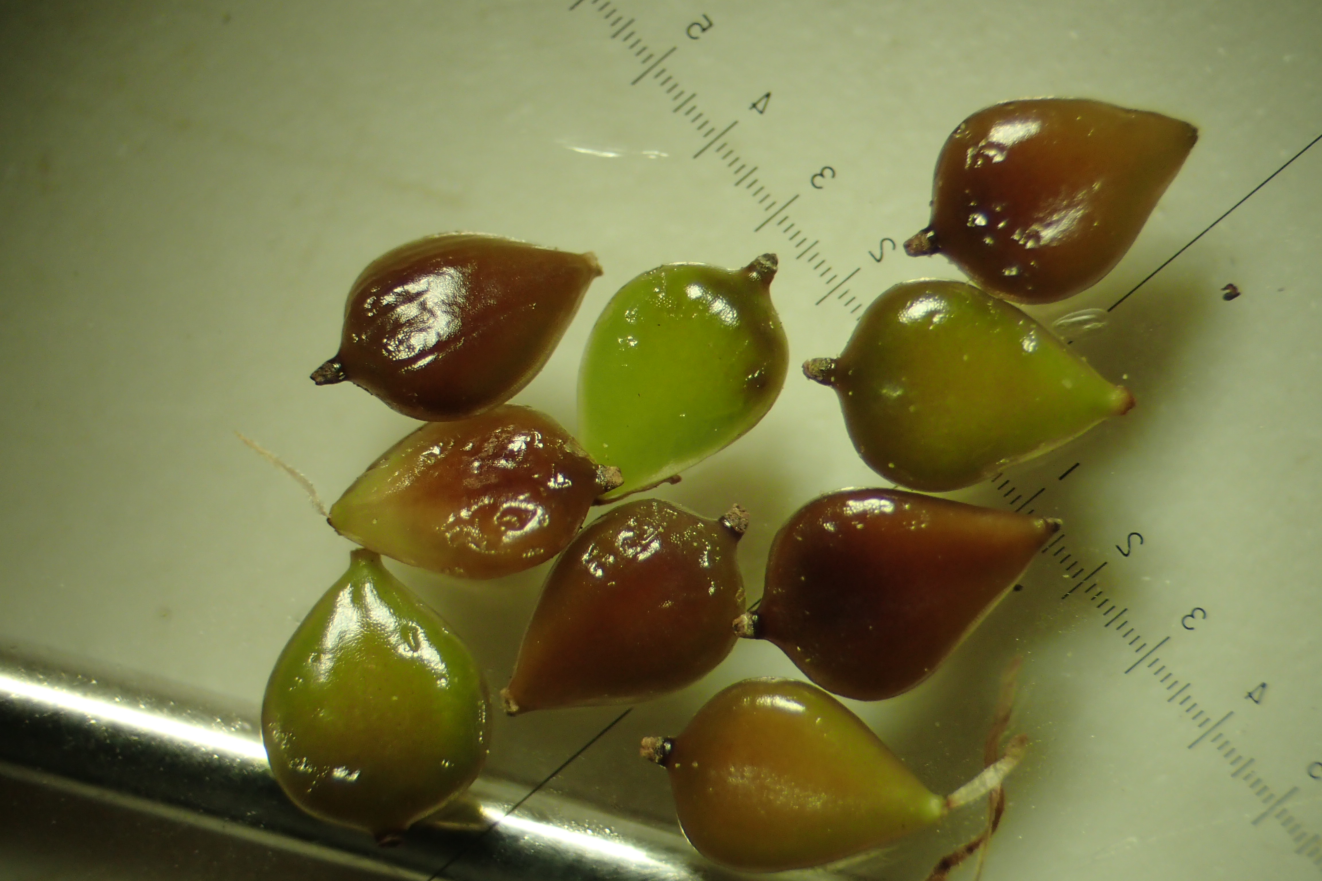 Bolboschoenus planiculmis (door Sipke Gonggrijp)