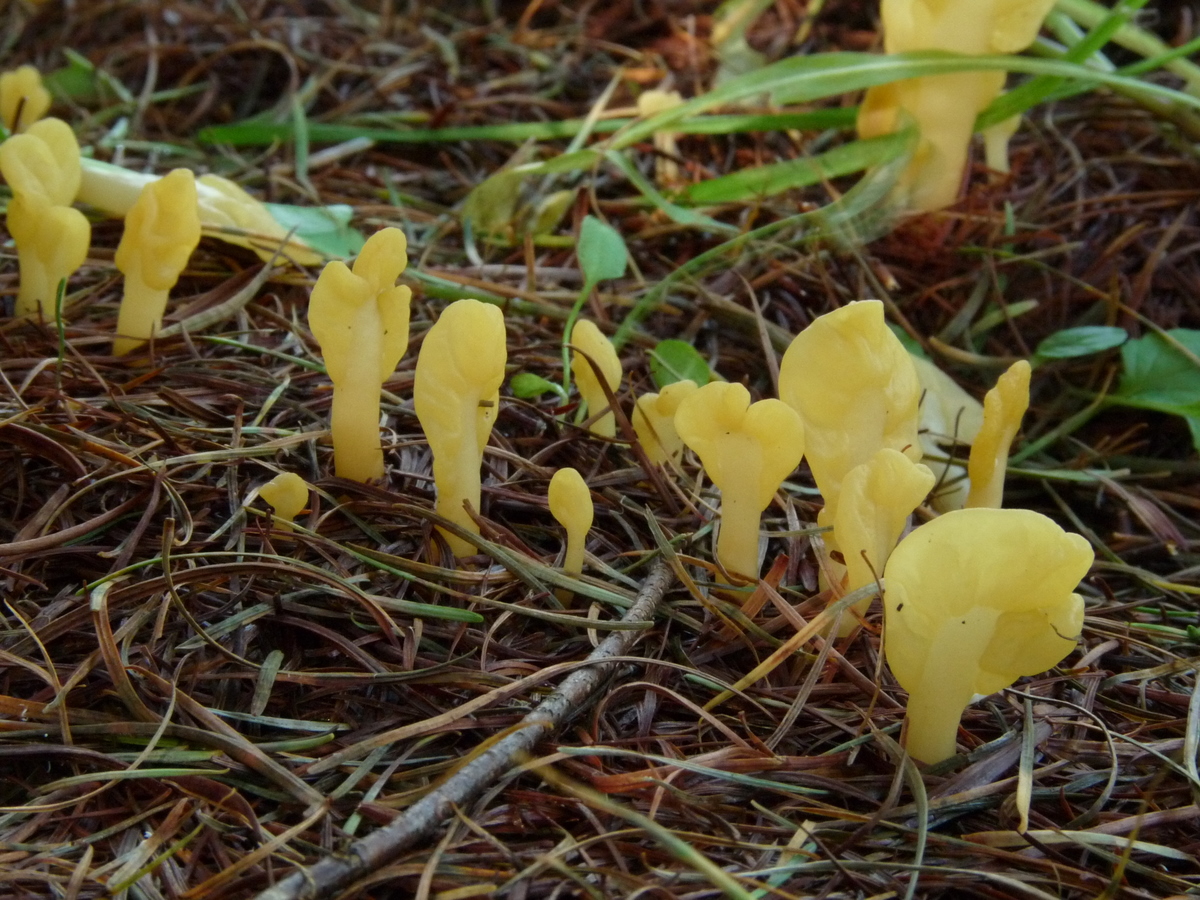 Spathularia flavida (door Bert Oving)