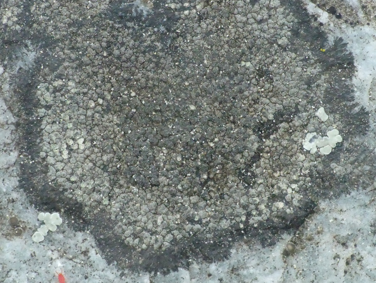 Rinodina aspersa (door Guido Berger)