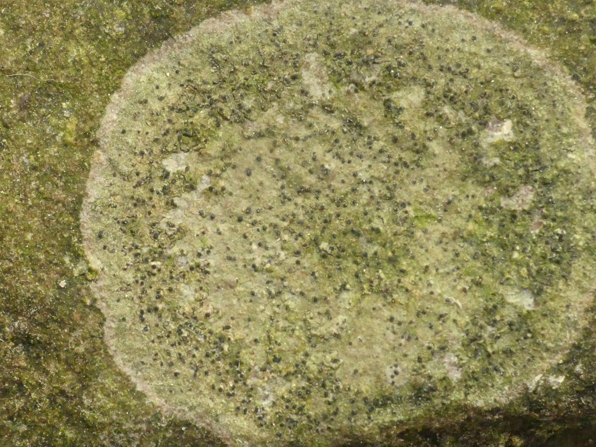 Swinscowia jamesii (door Guido Berger)