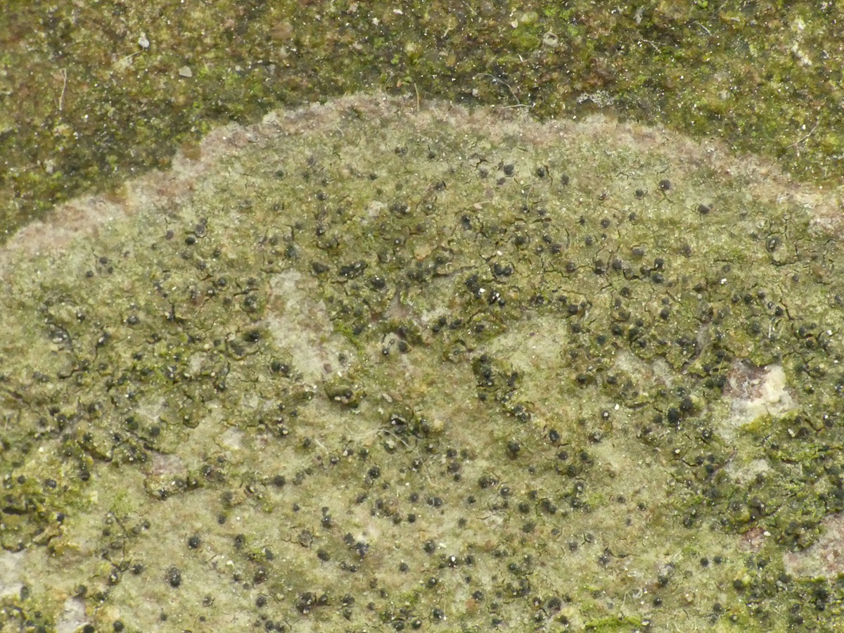 Swinscowia jamesii (door Guido Berger)