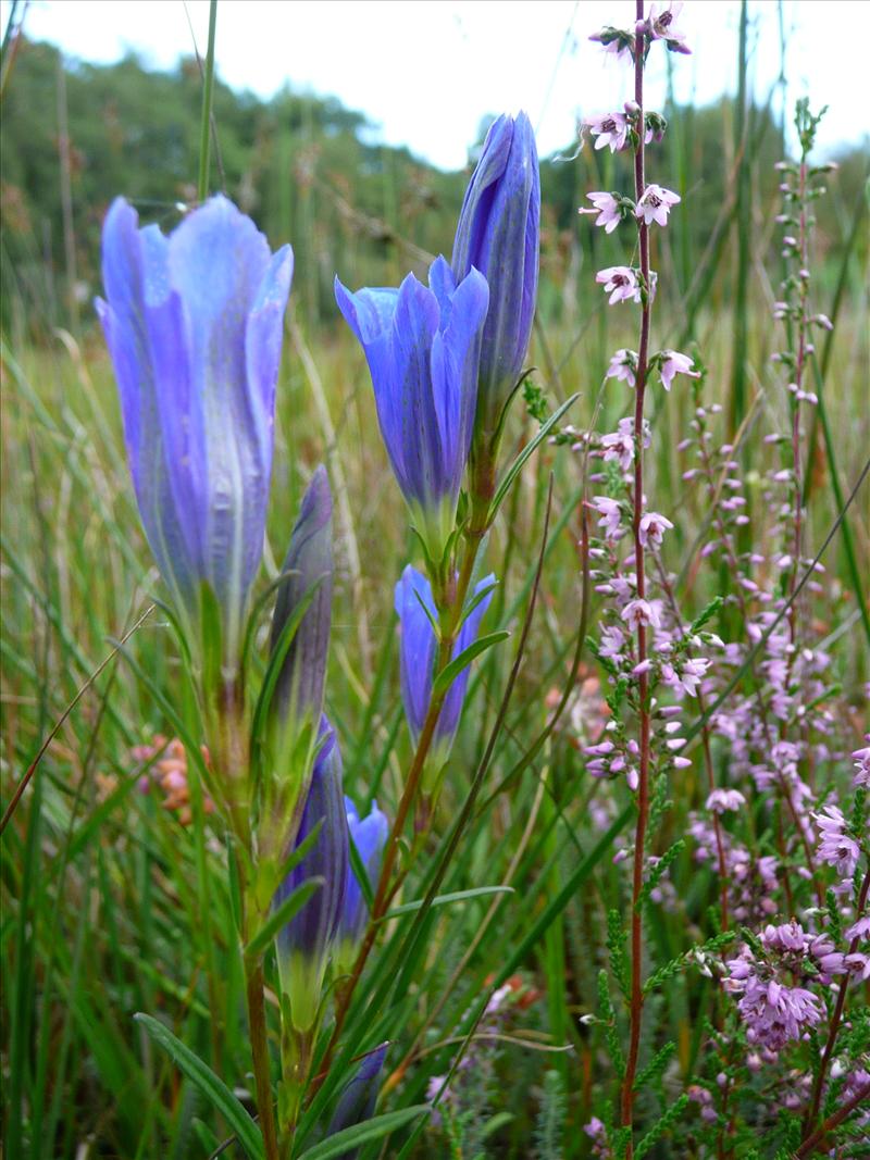 Gentiana pneumonanthe (door Annie Vos)