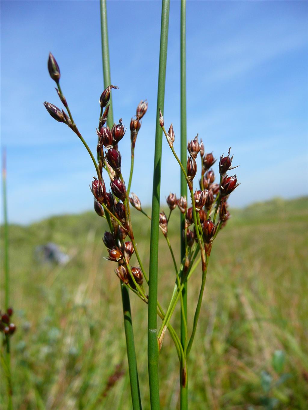 Juncus balticus (door Annie Vos)