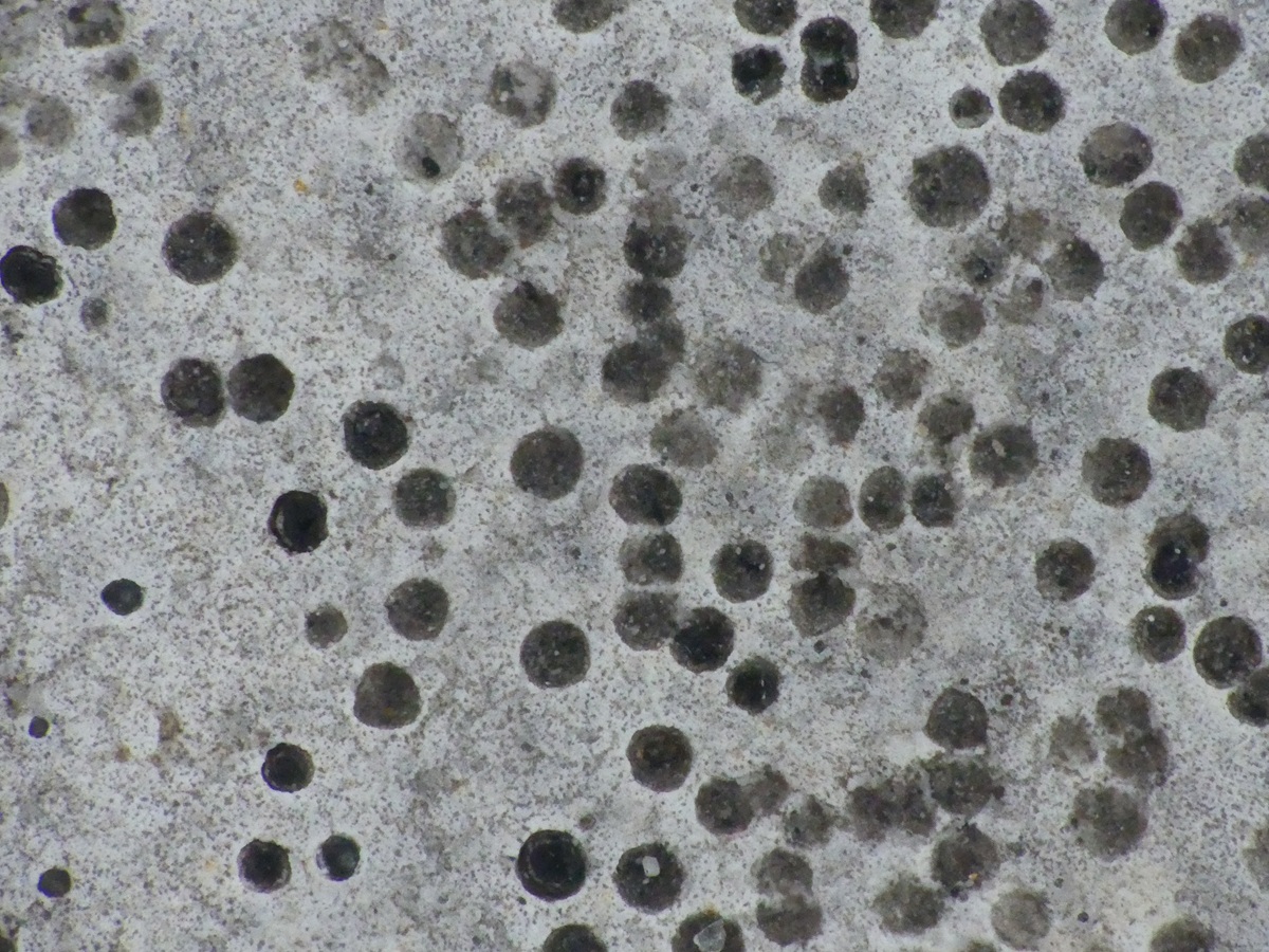 Polyblastia dermatodes (door Guido Berger)