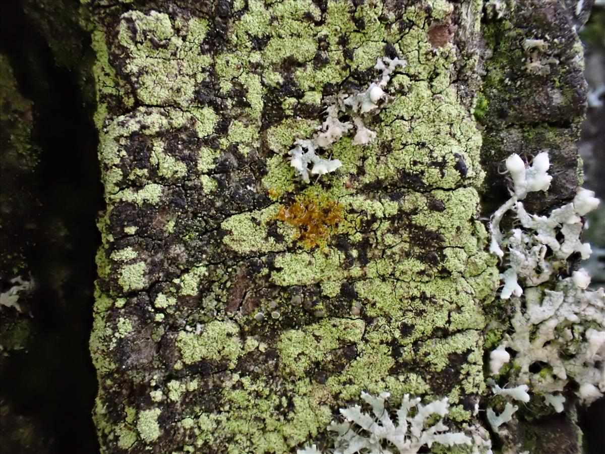 Lecidella flavosorediata (door Lukas Verboom)