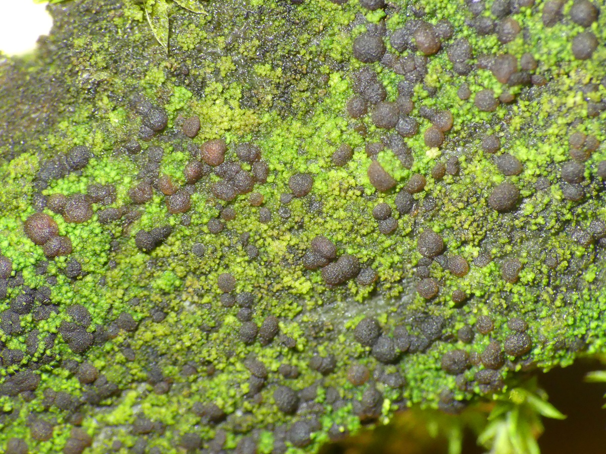 Placynthiella uliginosa (door Guido Berger)