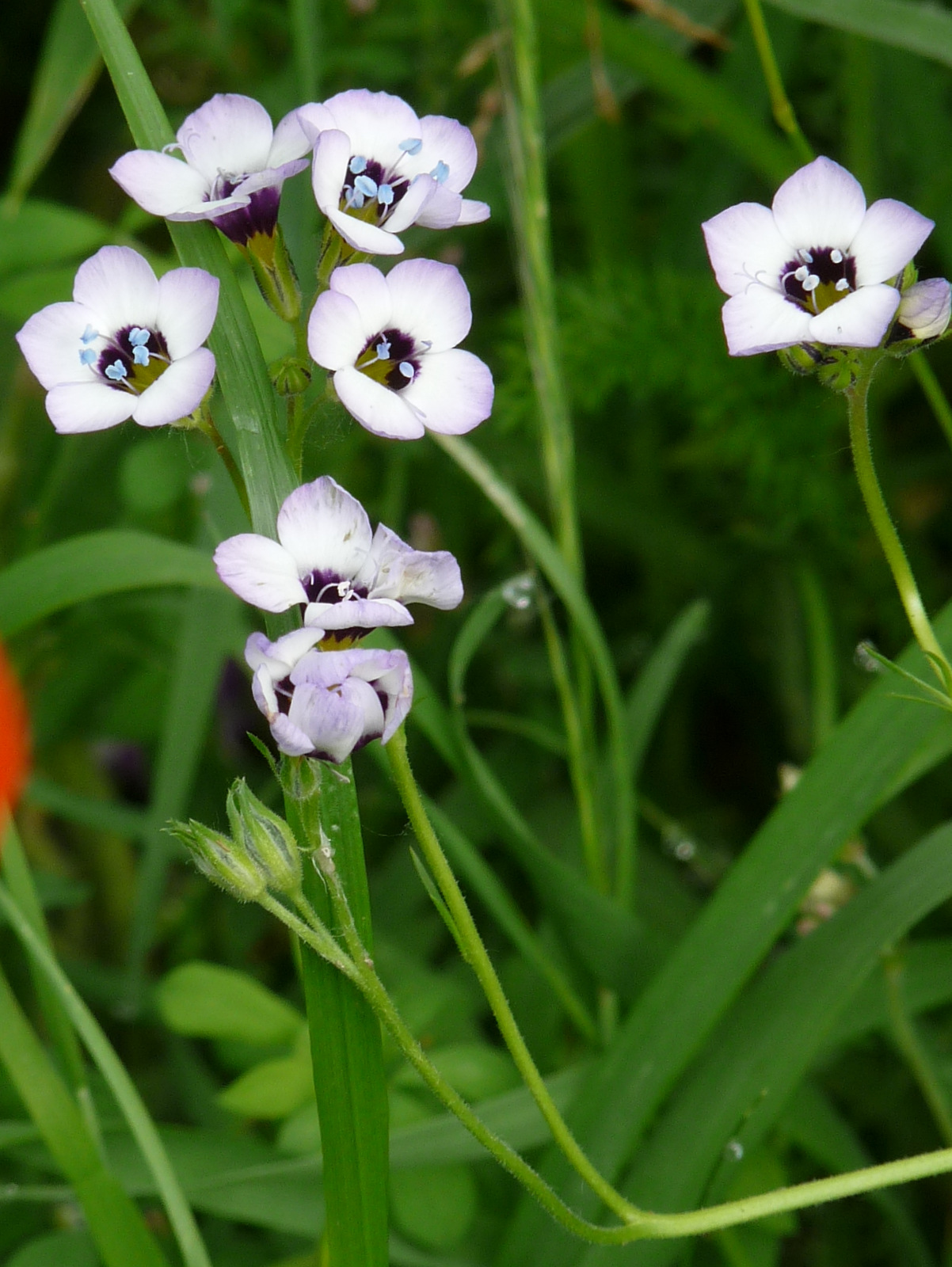 Gilia tricolor (door Willemien Troelstra)