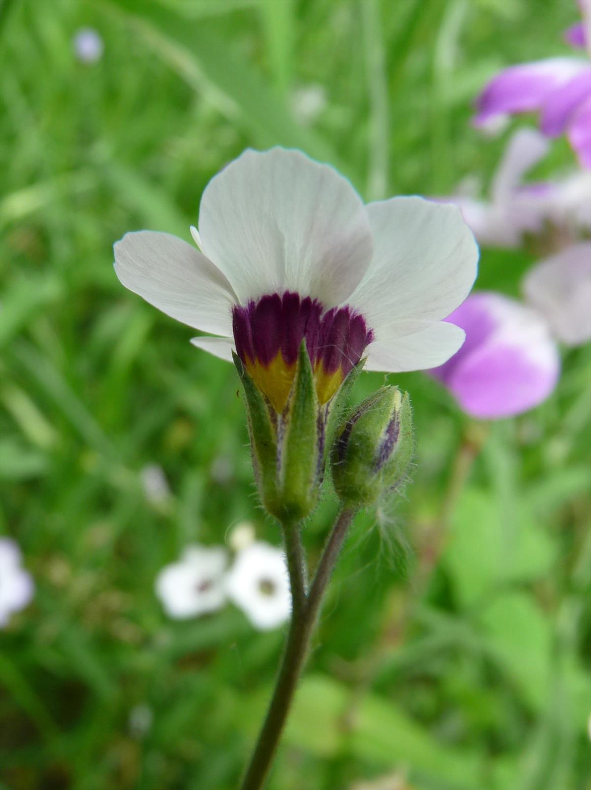 Gilia tricolor (door Willemien Troelstra)