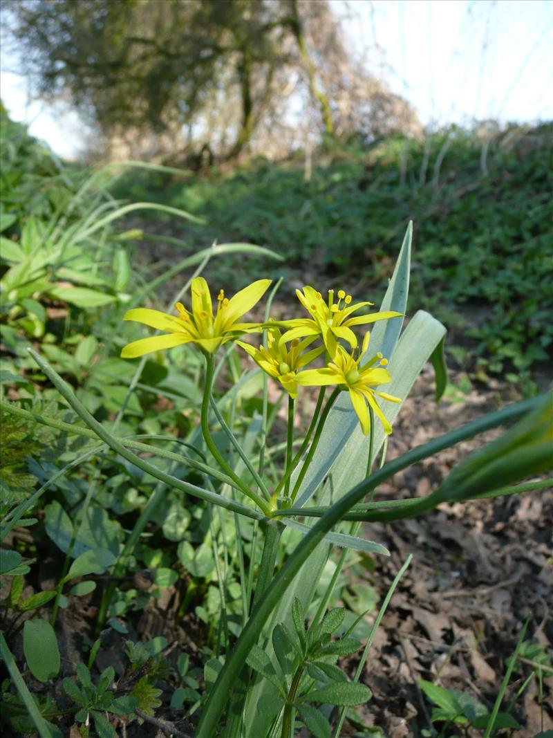 Gagea lutea (door Annie Vos)