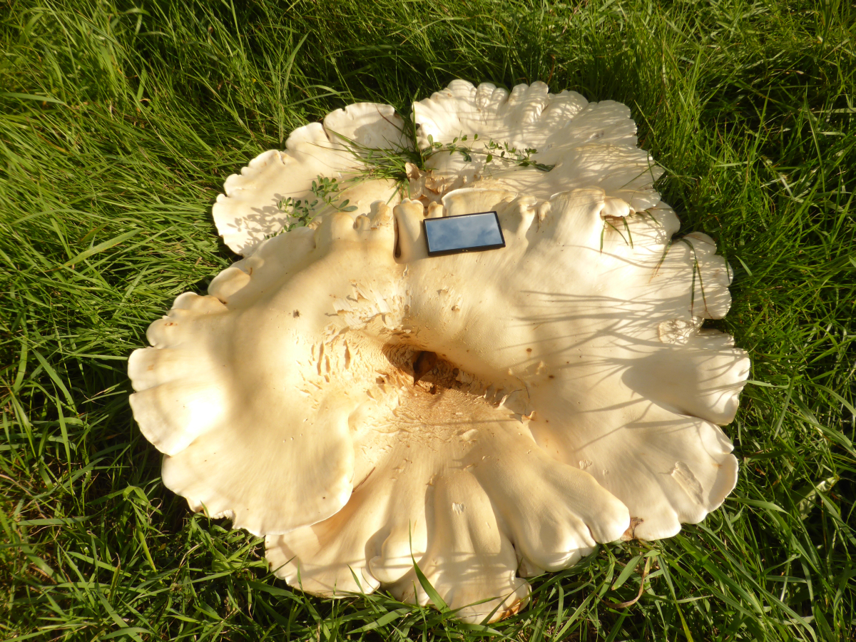 Leucopaxillus giganteus (door Mike Hirschler)