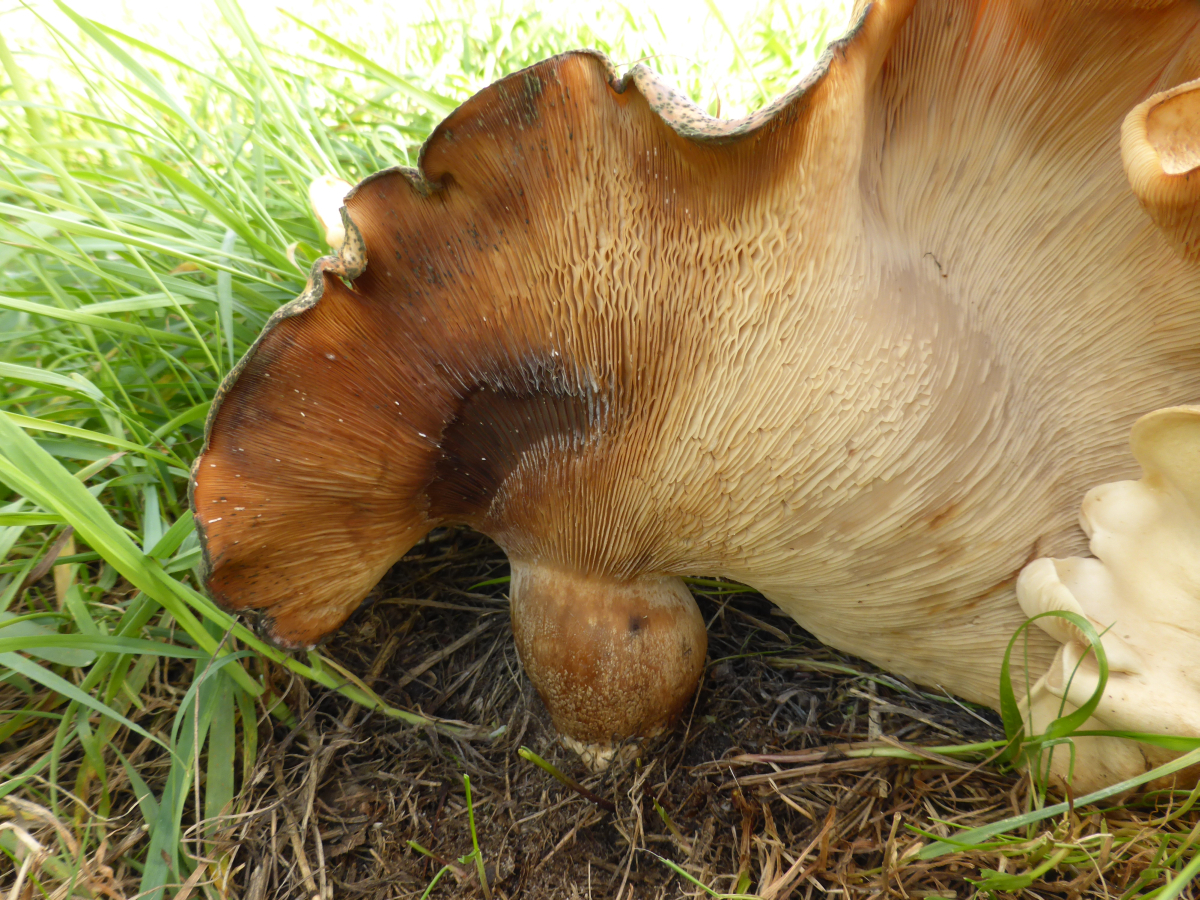 Leucopaxillus giganteus (door Mike Hirschler)