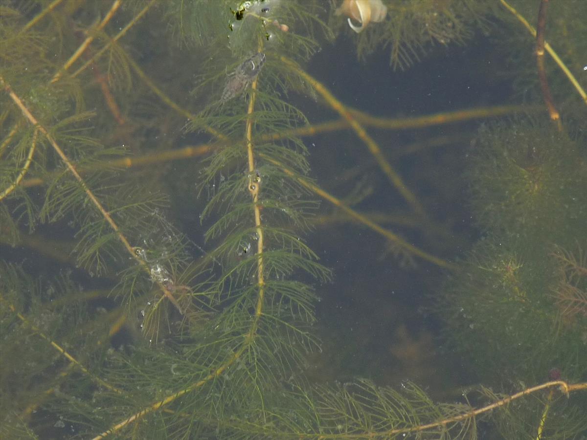 Myriophyllum alterniflorum (door Willemien Troelstra)