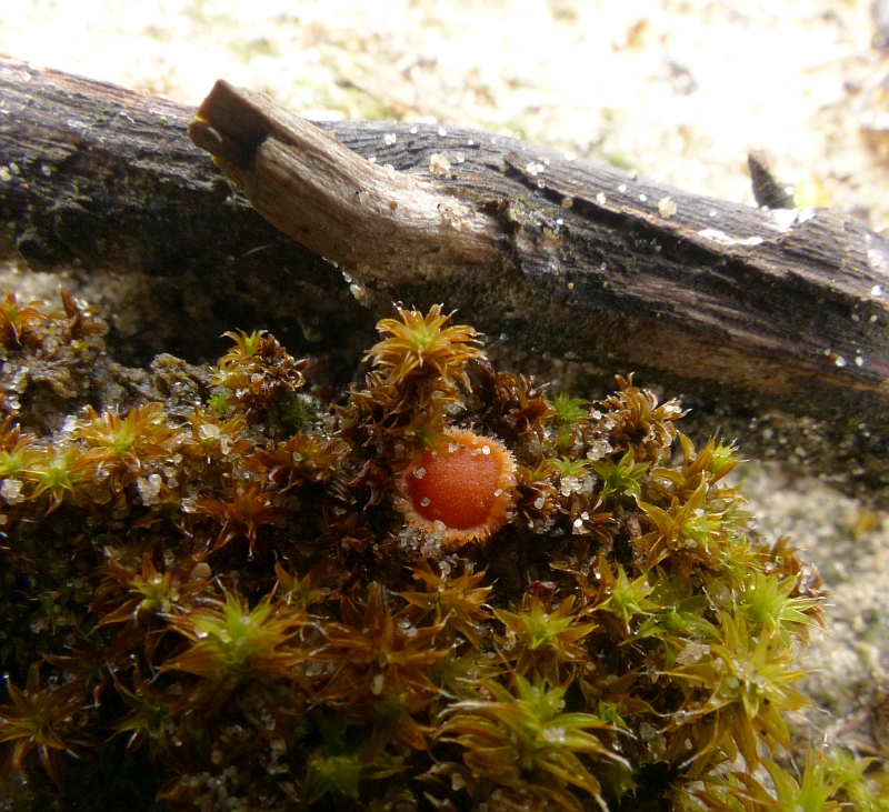 Lamprospora tortulae-ruralis (door Theo Westra)