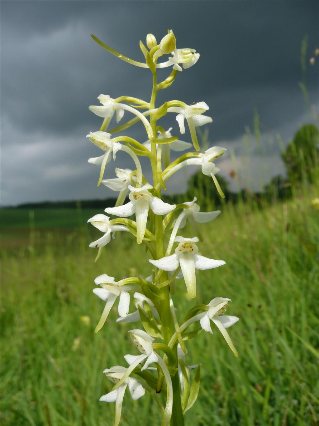 Platanthera chlorantha (door Annie Vos)