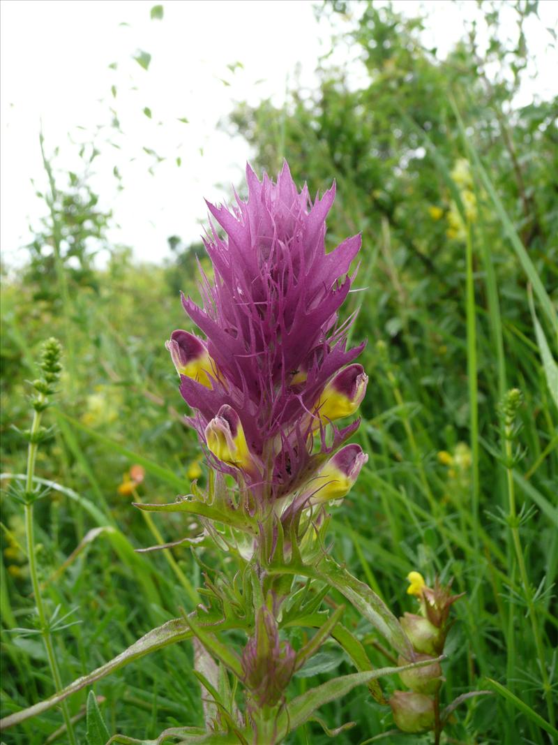 Melampyrum arvense (door Annie Vos)