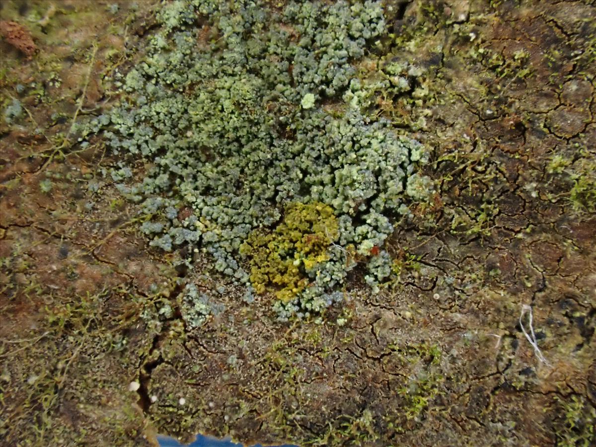 Rinodina efflorescens (door Lukas Verboom)