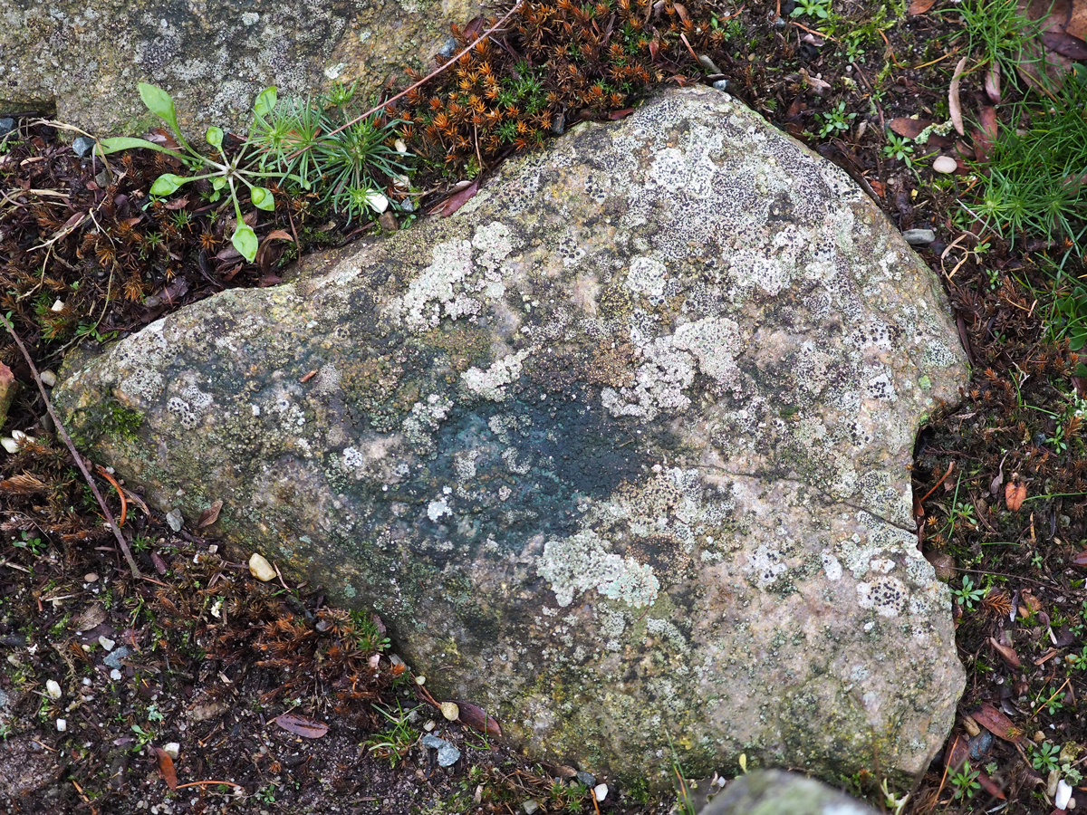 Rhizocarpon lecanorinum (door Jeroen van der Loop)