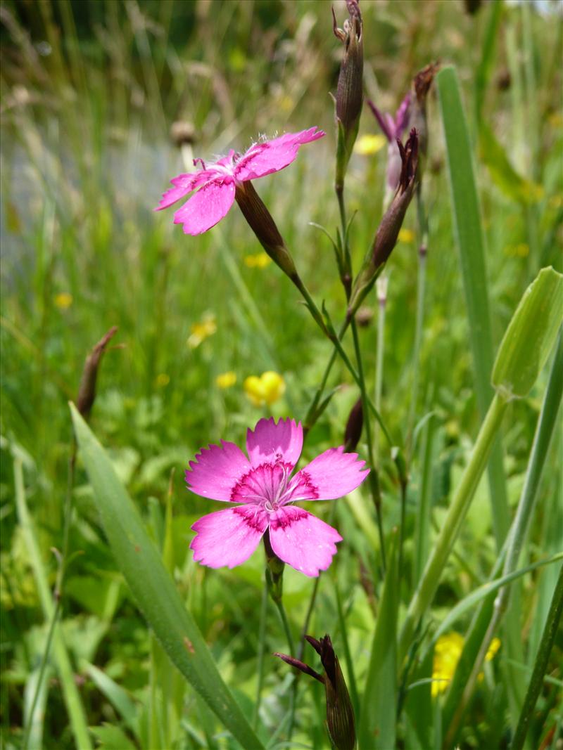 Dianthus deltoides (door Annie Vos)