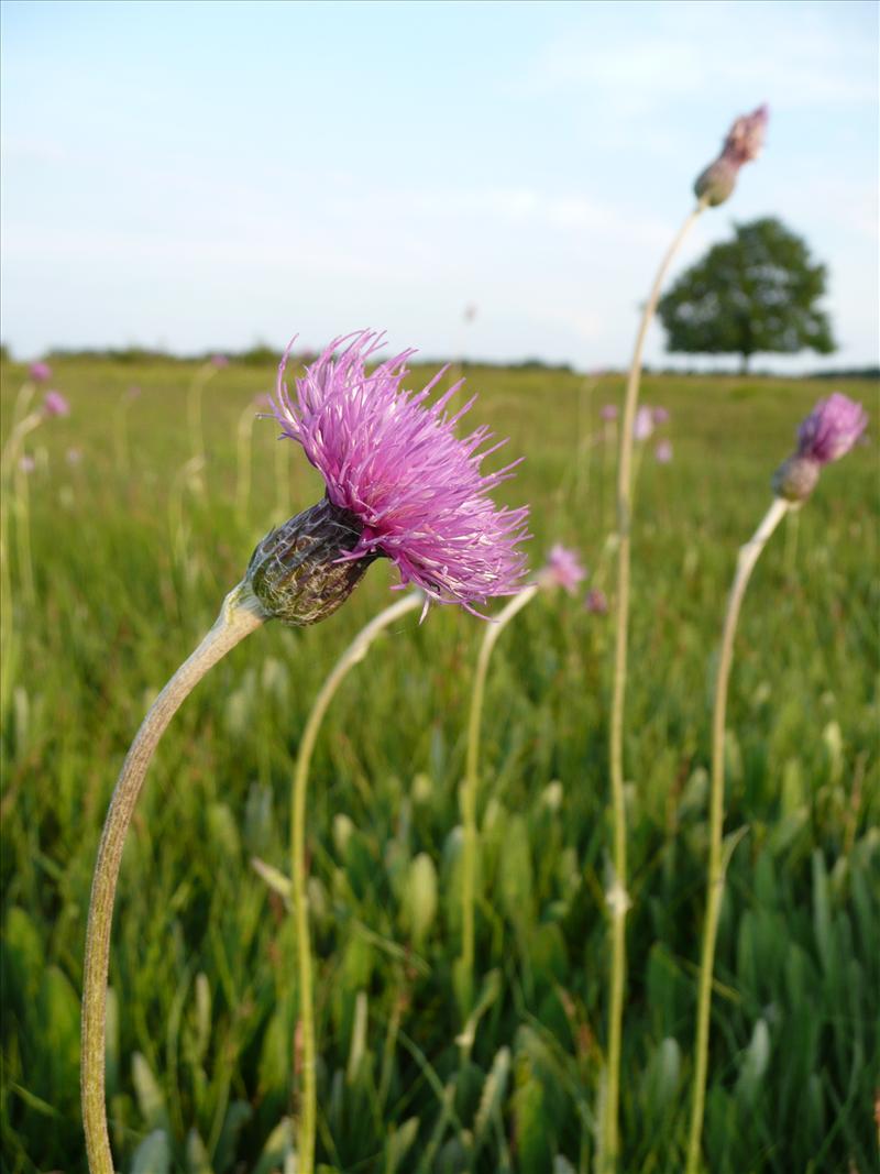 Cirsium dissectum (door Annie Vos)