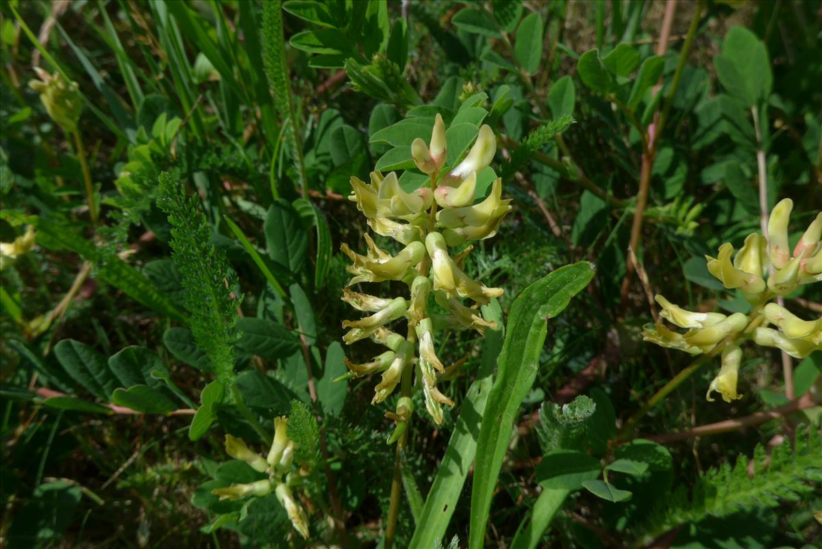 Astragalus glycyphyllos (door Peter Wetzels)