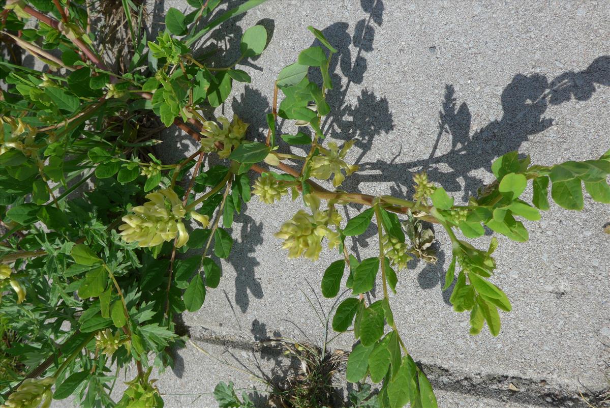 Astragalus glycyphyllos (door Peter Wetzels)