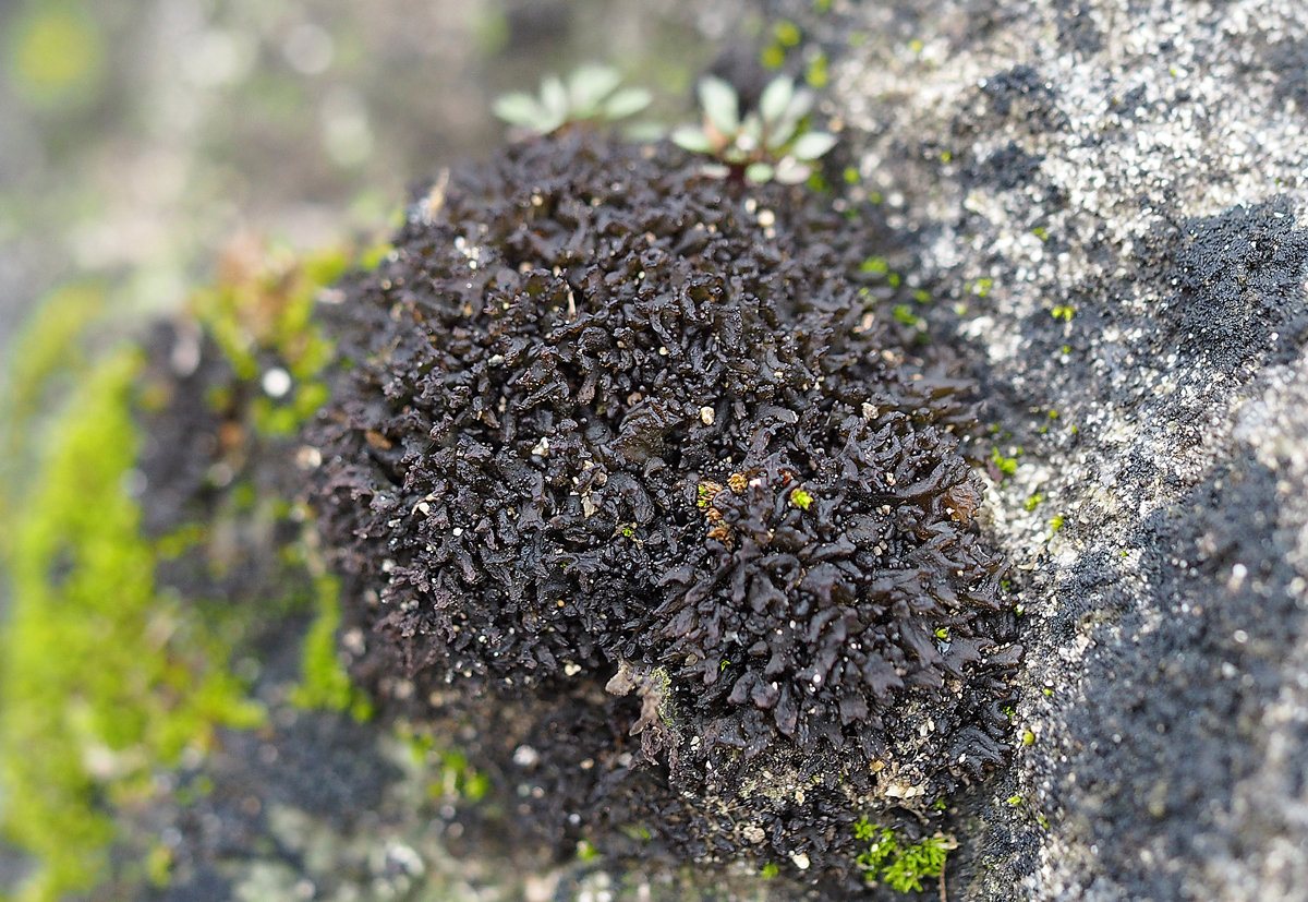 Scytinium schraderi (door Jeroen van der Loop)