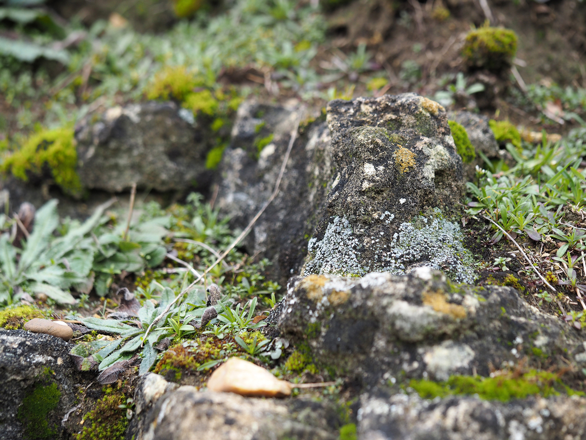 Thalloidima sedifolium (door Jeroen van der Loop)