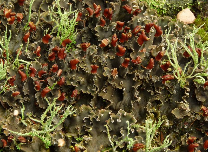 Peltigera rufescens (door Bert Oving)