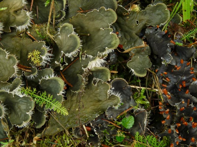 Peltigera canina (door Bert Oving)