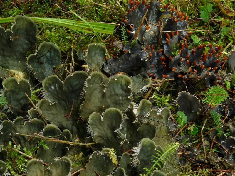 Peltigera canina (door Bert Oving)