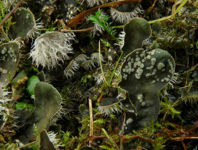 Peltigera didactyla (door Bert Oving)