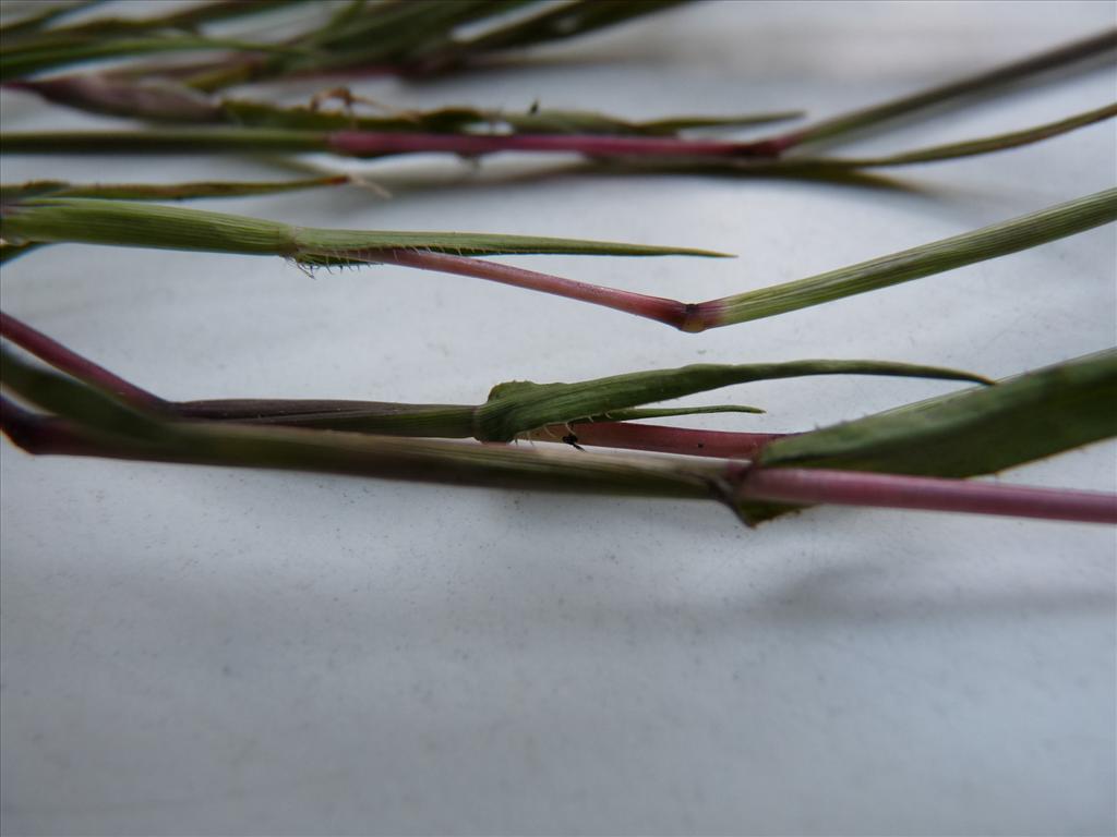 Tragus racemosus (door Willemien Troelstra)