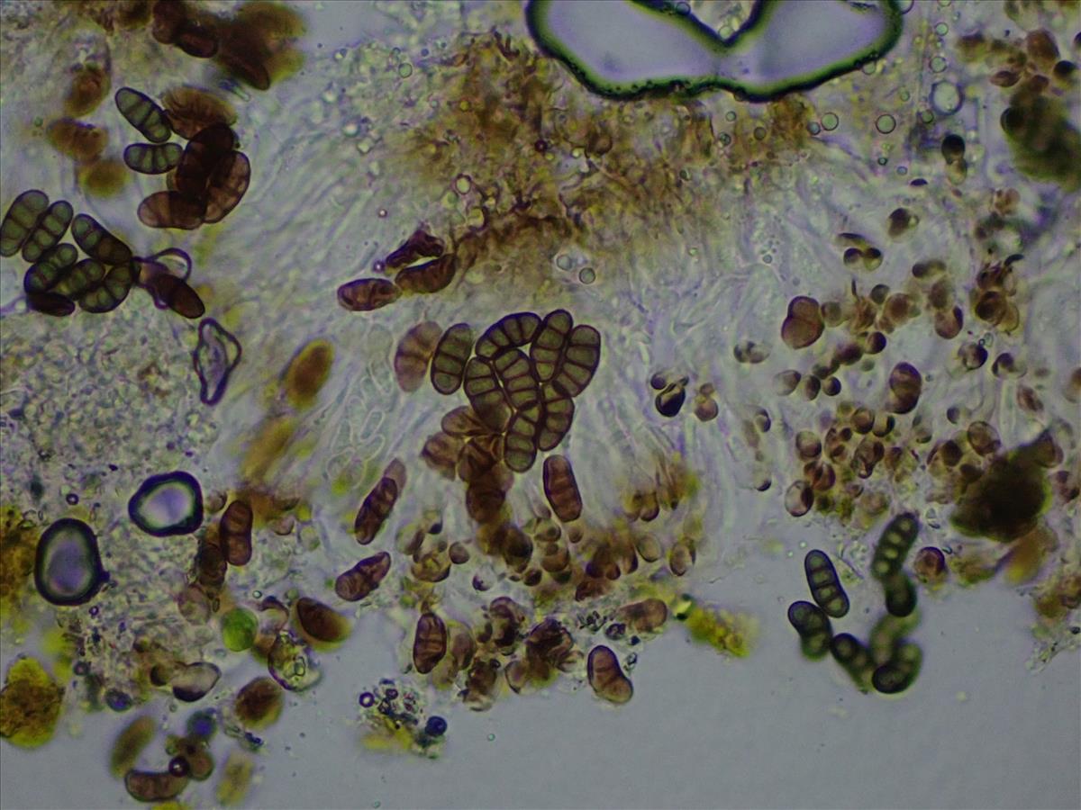Diplotomma dispersum (door Lukas Verboom)