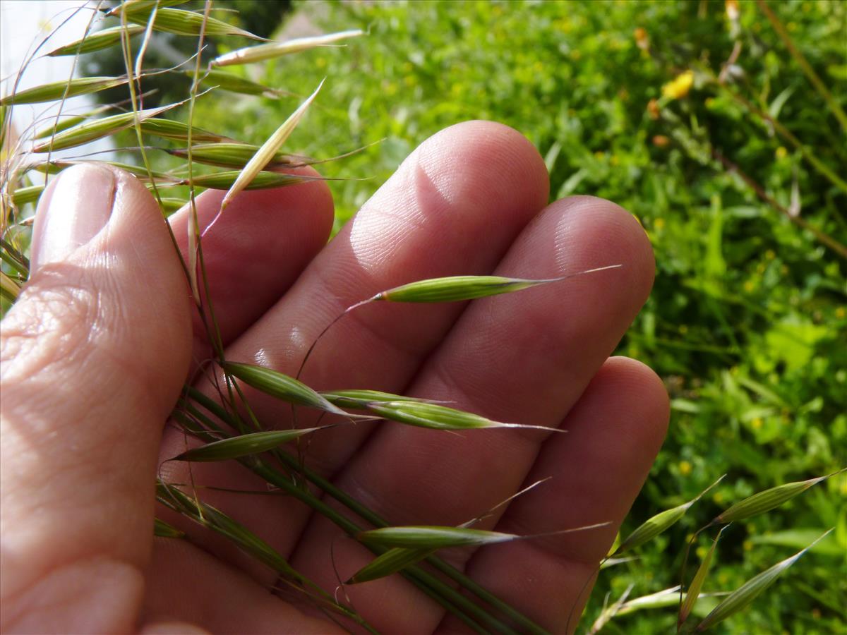 Avena strigosa (door Sipke Gonggrijp)