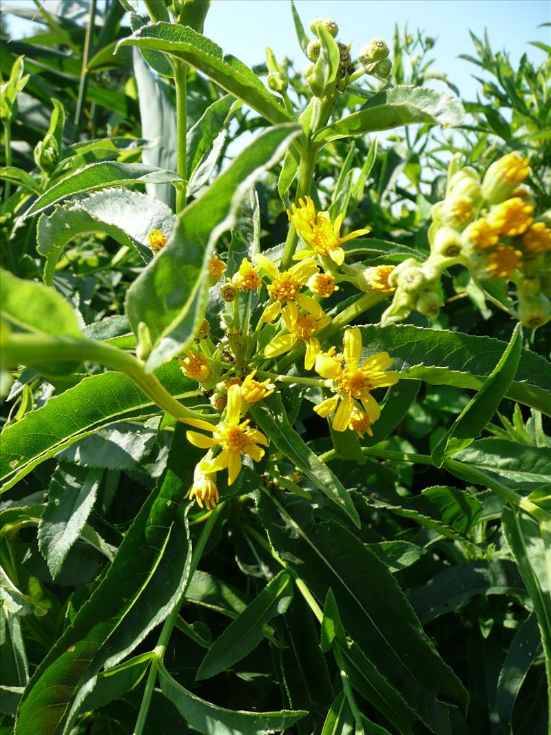 Senecio sarracenicus (door Annie Vos)