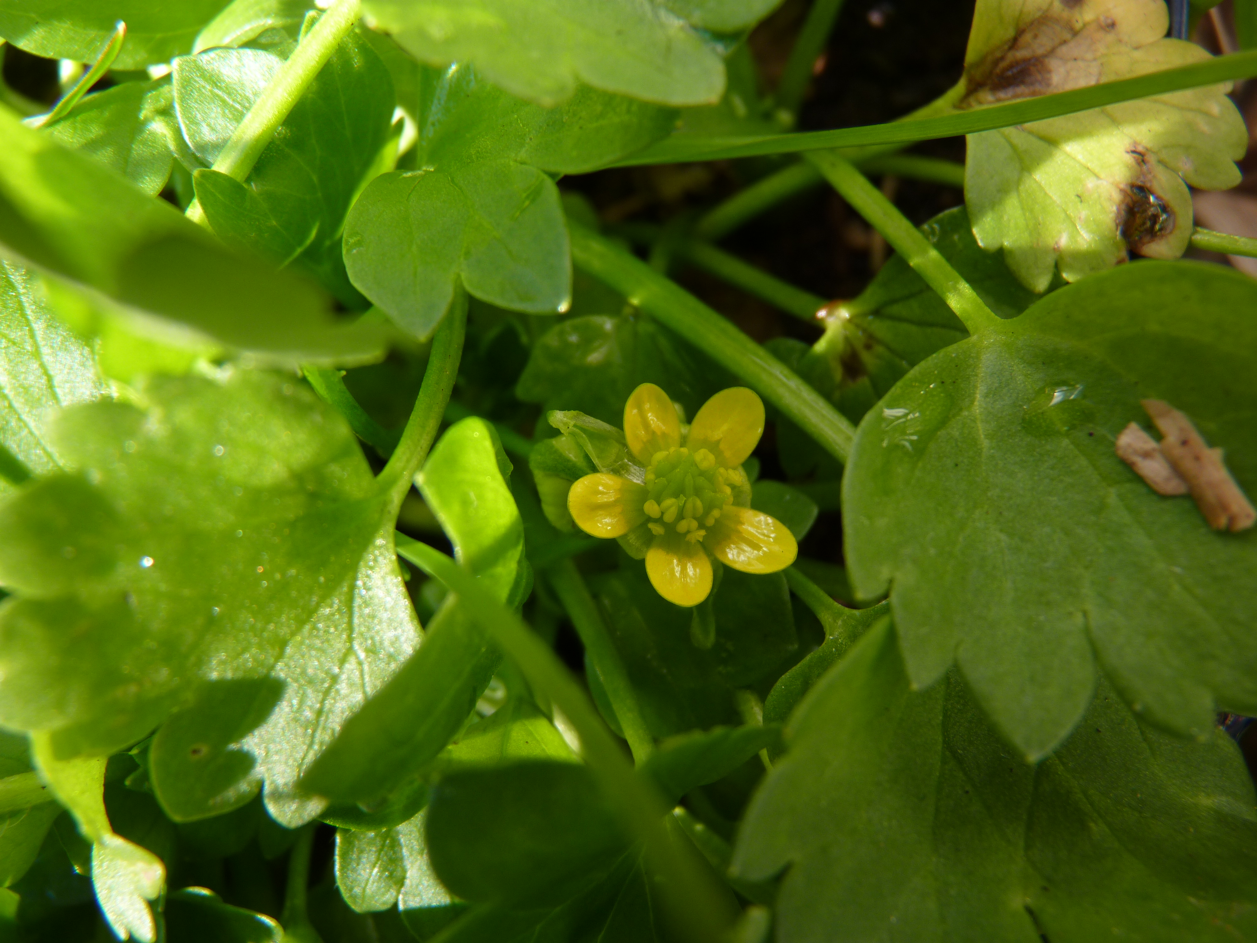 Ranunculus muricatus (door Sipke Gonggrijp)