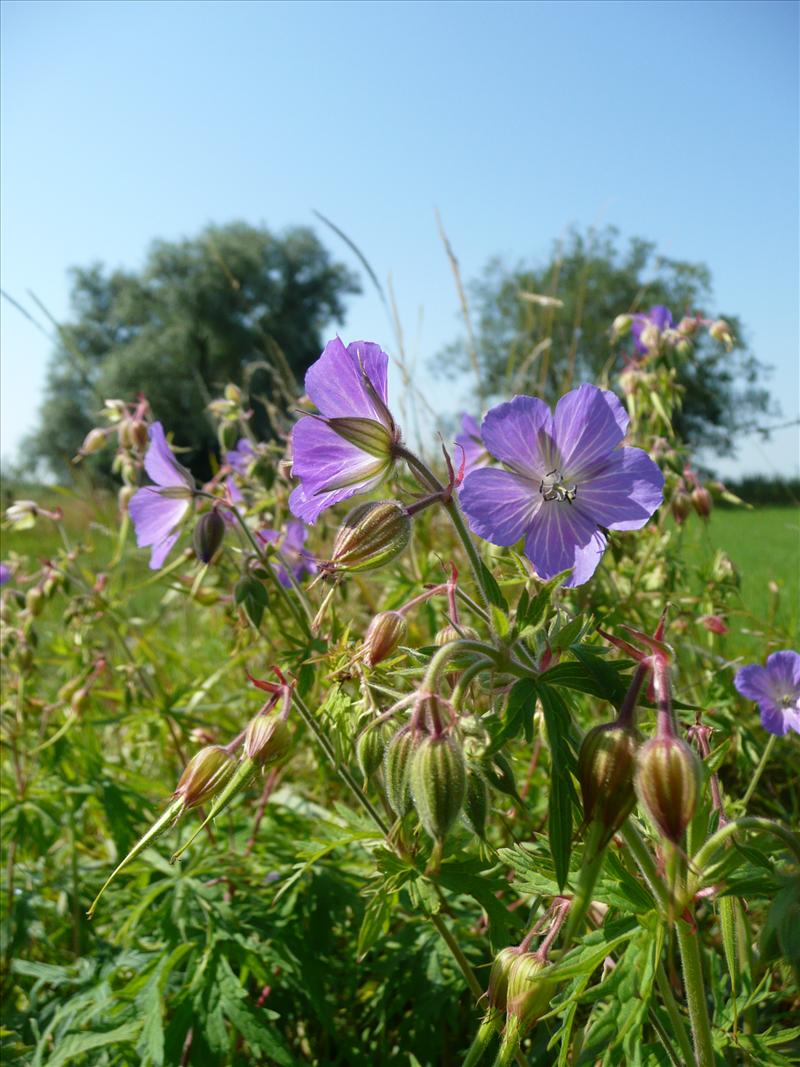 Geranium pratense (door Annie Vos)